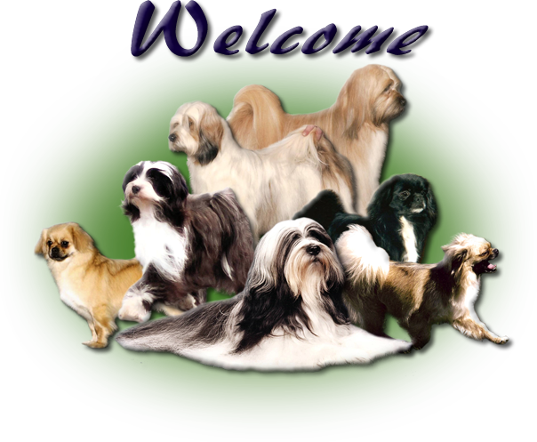 Bluvali Tibetans dog collage